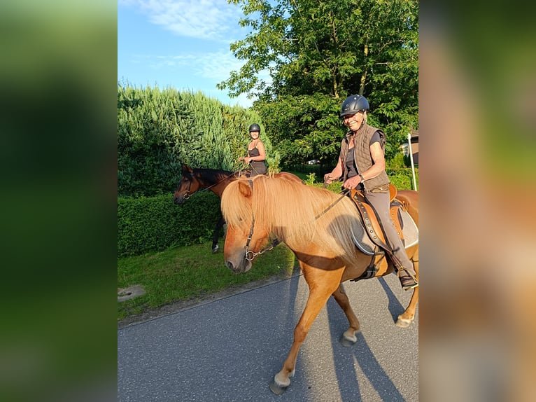 Islandais Jument 12 Ans 136 cm Alezan in Ostenfeld