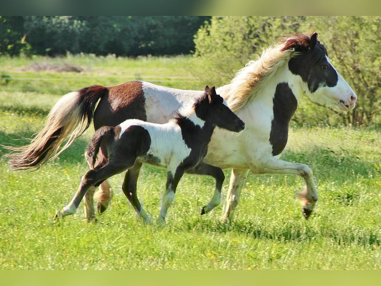 Islandais Jument 12 Ans 136 cm Pinto in Saarland