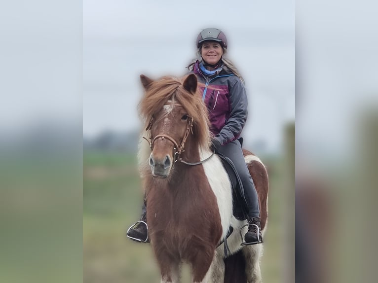 Islandais Jument 12 Ans 137 cm Pinto in Viersen