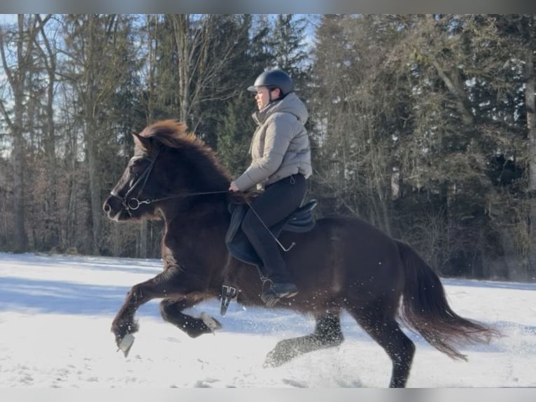 Islandais Jument 12 Ans 138 cm Bai in Teisendorf