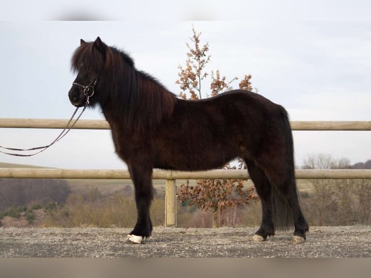 Islandais Jument 12 Ans 138 cm Noir in Zierenberg