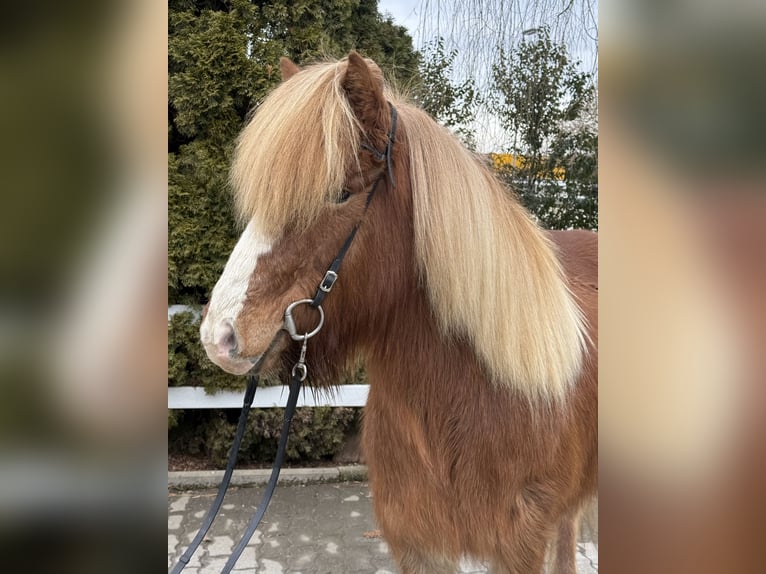 Islandais Jument 12 Ans 139 cm Alezan in Lochen am See