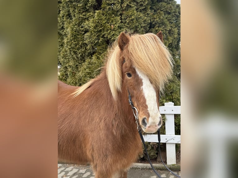 Islandais Jument 12 Ans 139 cm Alezan in Lochen am See