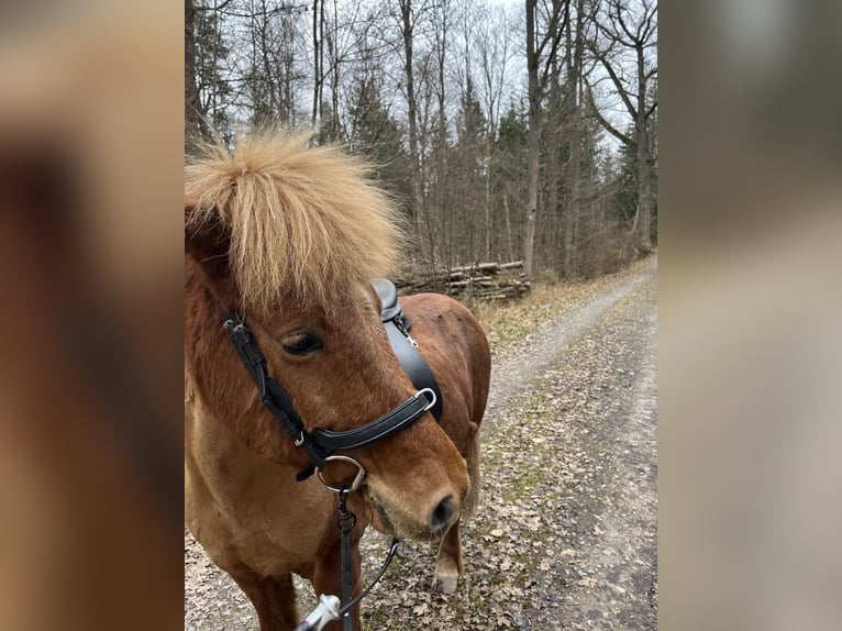 Islandais Jument 12 Ans 140 cm Alezan in Stuttgart Kaltental