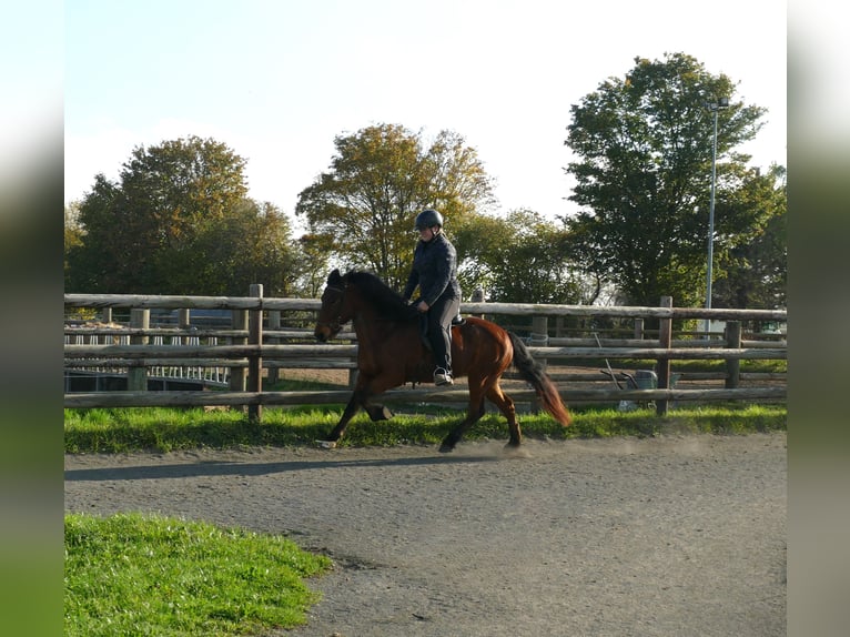 Islandais Jument 12 Ans 140 cm Bai in Euskirchen