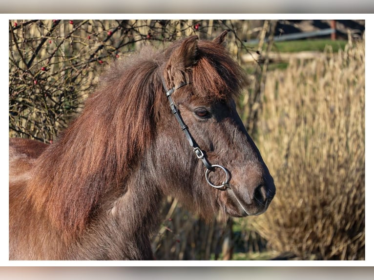 Islandais Jument 12 Ans 140 cm Gris in Bad Honnef