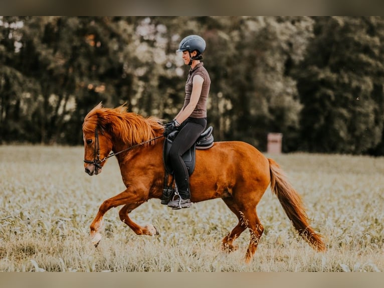Islandais Jument 12 Ans 142 cm Alezan in Taufkirchen/Trattnach