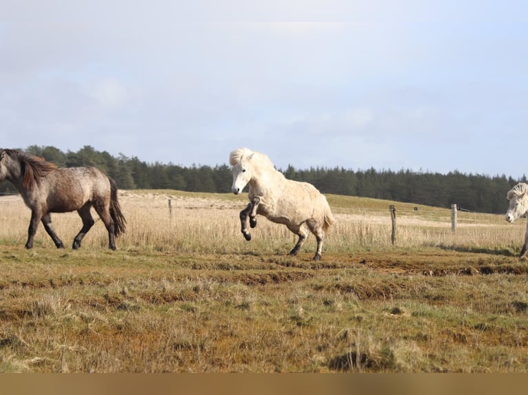 Islandais Jument 12 Ans 144 cm Gris in Blåvand