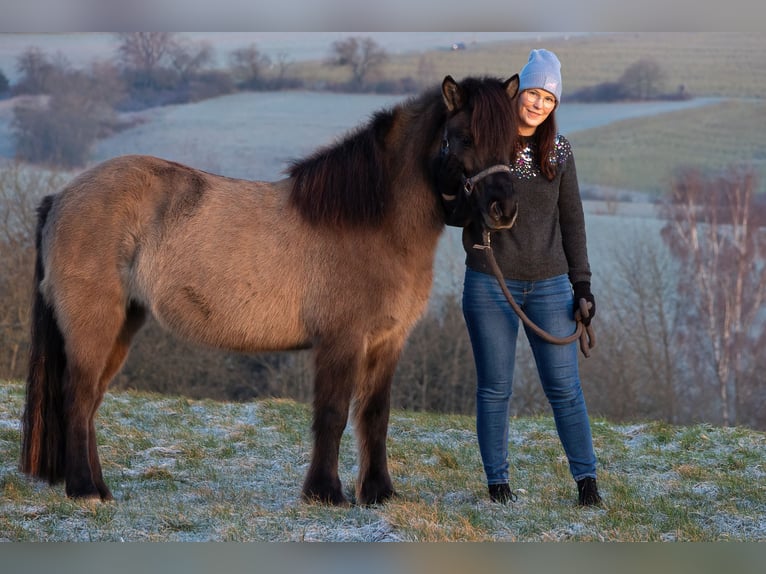 Islandais Jument 12 Ans Isabelle in Runkel