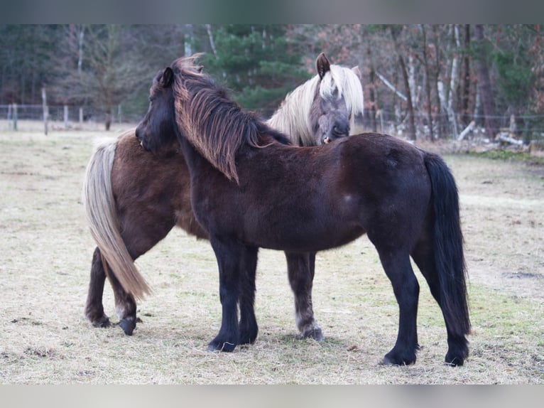 Islandais Jument 13 Ans 131 cm Noir in Ribbesbüttel