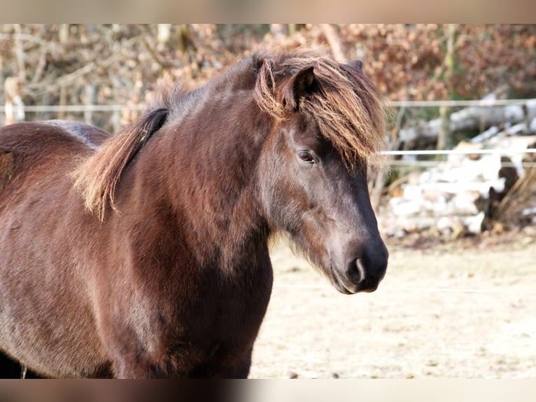 Islandais Jument 13 Ans 131 cm Noir in Ribbesbüttel