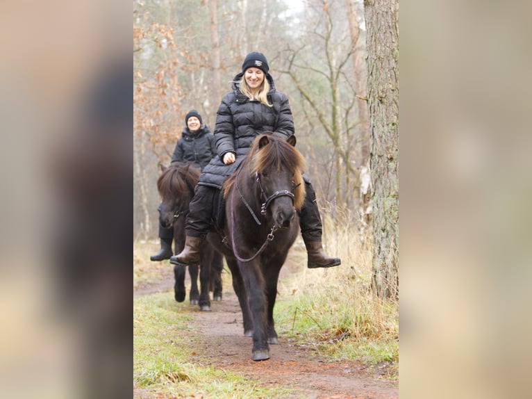 Islandais Jument 13 Ans 131 cm Noir in Ribbesbüttel