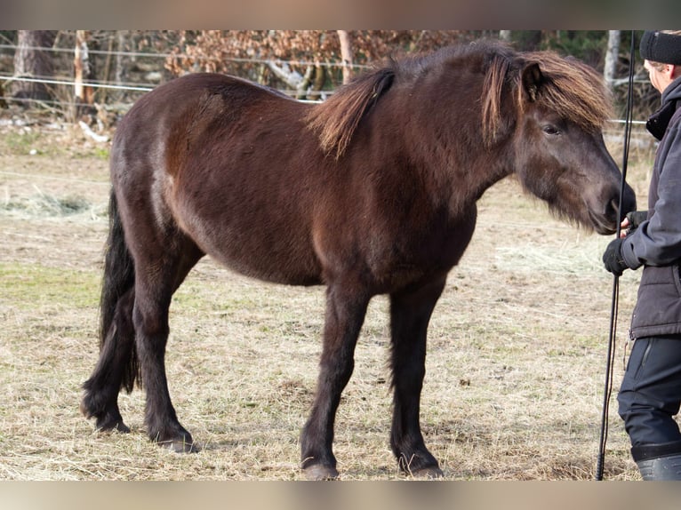 Islandais Jument 13 Ans 131 cm Noir in Ribbesbüttel