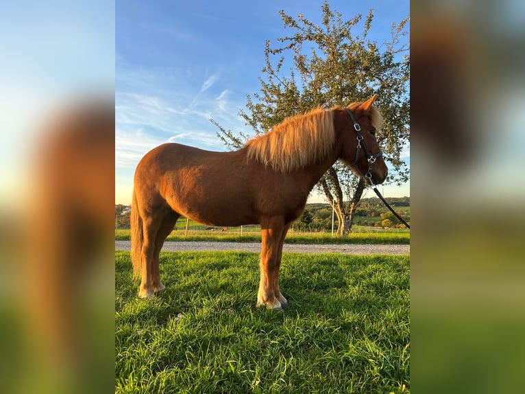 Islandais Jument 13 Ans 132 cm Alezan in Oberstenfeld