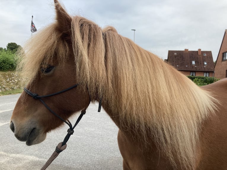 Islandais Jument 13 Ans 136 cm Alezan in Ostenfeld