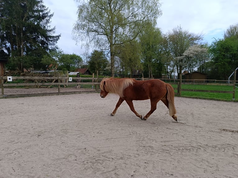 Islandais Jument 13 Ans 136 cm Alezan in Ostenfeld