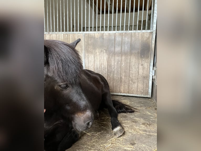 Islandais Jument 13 Ans 136 cm Bai brun foncé in Gohrisch