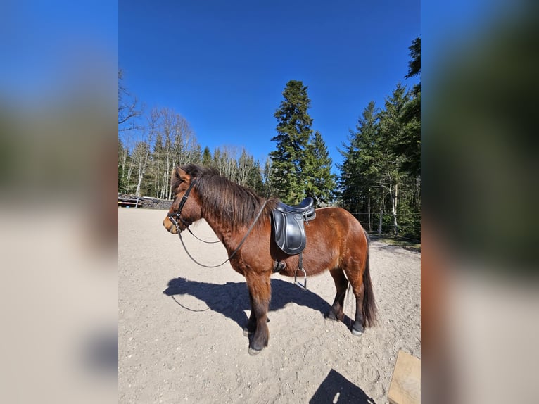 Islandais Jument 13 Ans 138 cm Bai brun in Bad Wildbad im Schwarzwald