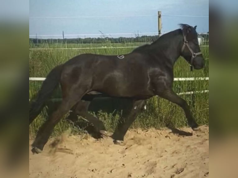 Islandais Jument 13 Ans 138 cm Noir in Blavand