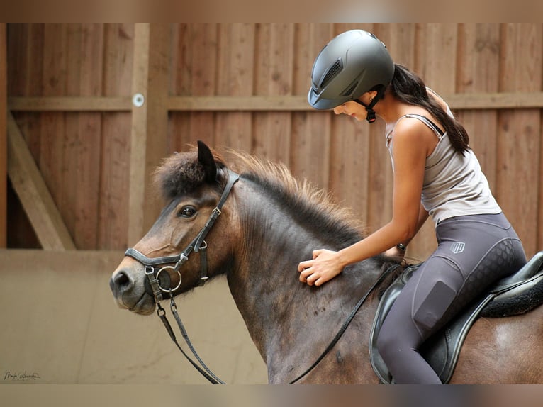 Islandais Jument 13 Ans 139 cm Bai in Fronreute