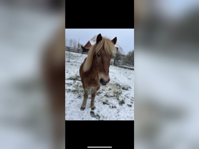 Islandais Jument 13 Ans 140 cm Alezan in Neustadt am R&#xFC;benberge