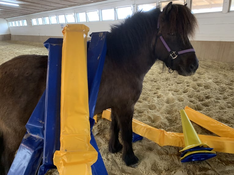Islandais Jument 13 Ans 140 cm Bai brun foncé in Altenbeken