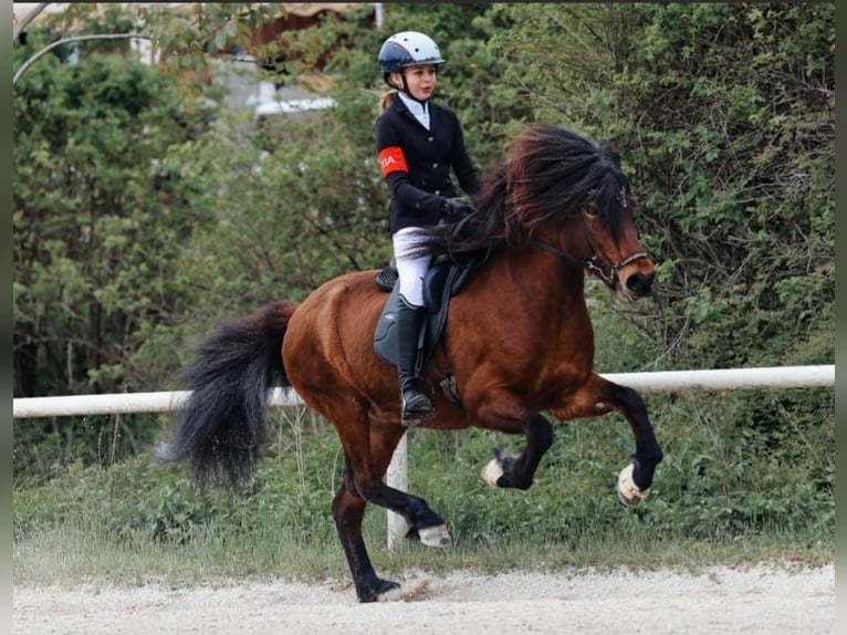 Islandais Jument 13 Ans 140 cm Bai in Lochen am See