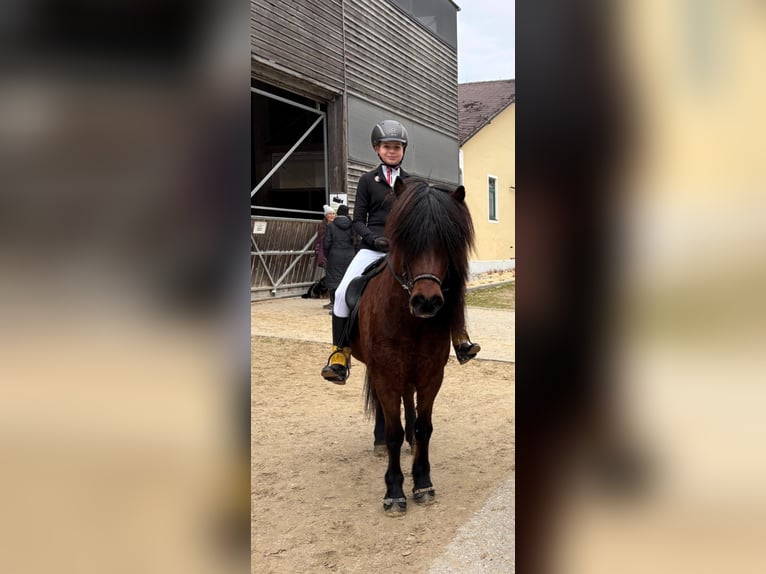 Islandais Jument 13 Ans 140 cm Bai in Lochen am See