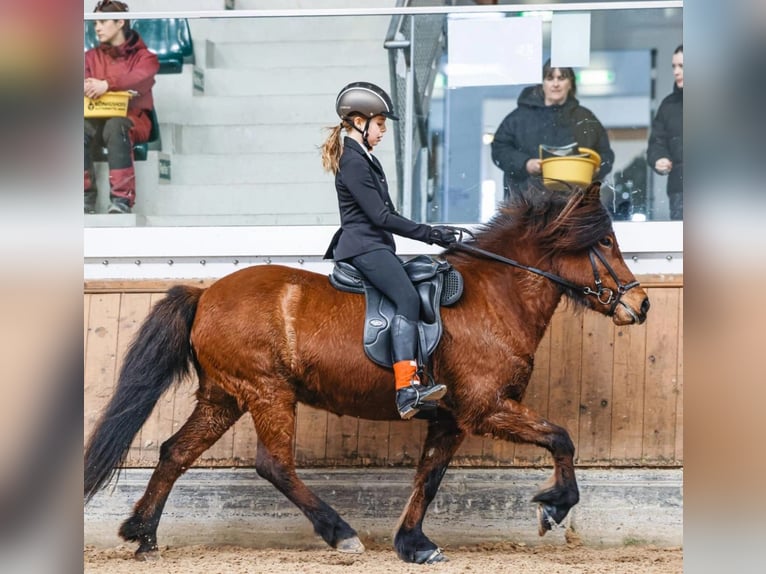 Islandais Jument 13 Ans 140 cm Bai in Lochen am See