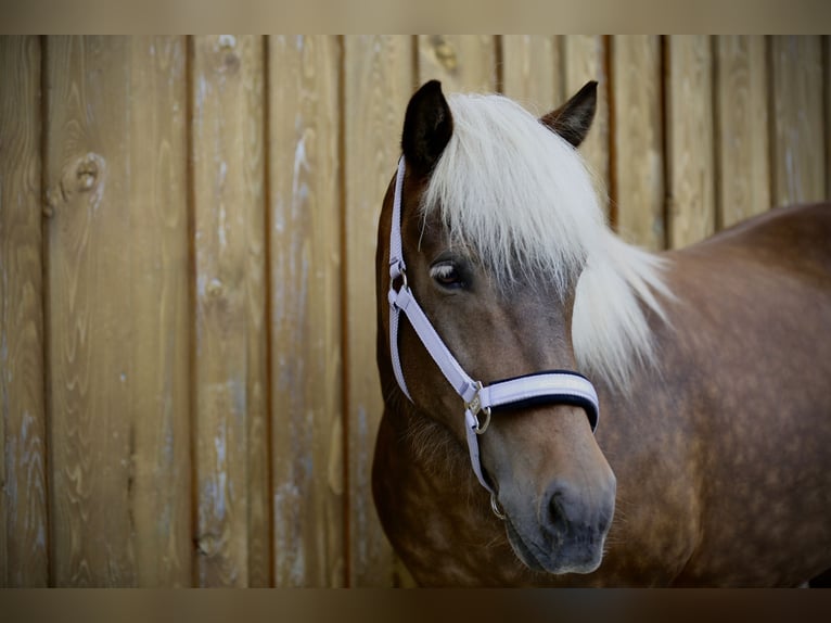 Islandais Jument 13 Ans 140 cm in Bernau am Chiemsee