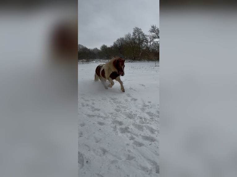 Islandais Jument 13 Ans 140 cm Pinto in Aurich
