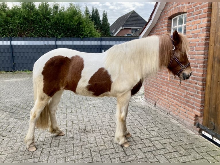 Islandais Jument 13 Ans 140 cm Pinto in Aurich