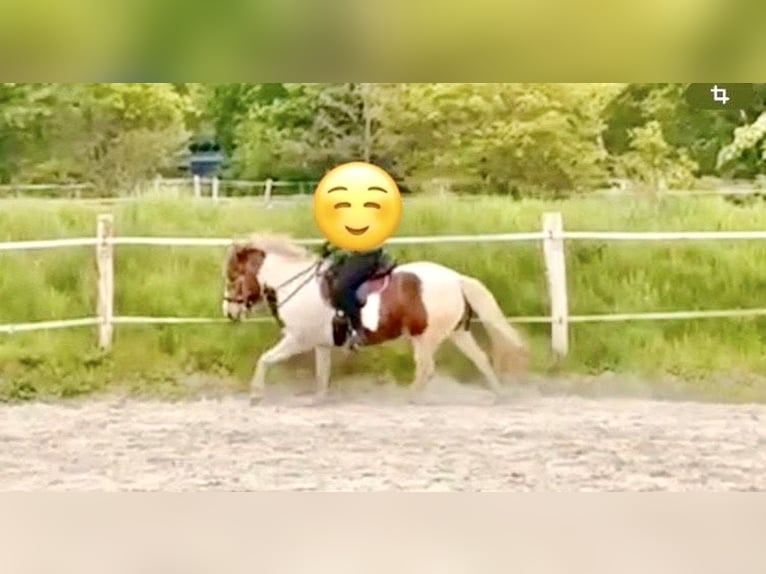 Islandais Jument 13 Ans 140 cm Pinto in Aurich
