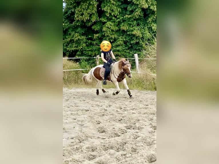 Islandais Jument 13 Ans 140 cm Pinto in Aurich