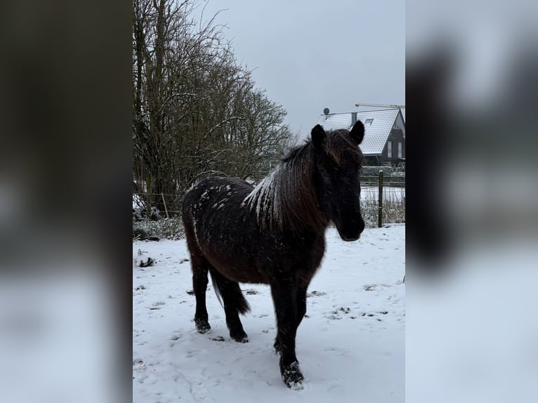 Islandais Jument 13 Ans 140 cm Rouan Bleu in Coesfeld