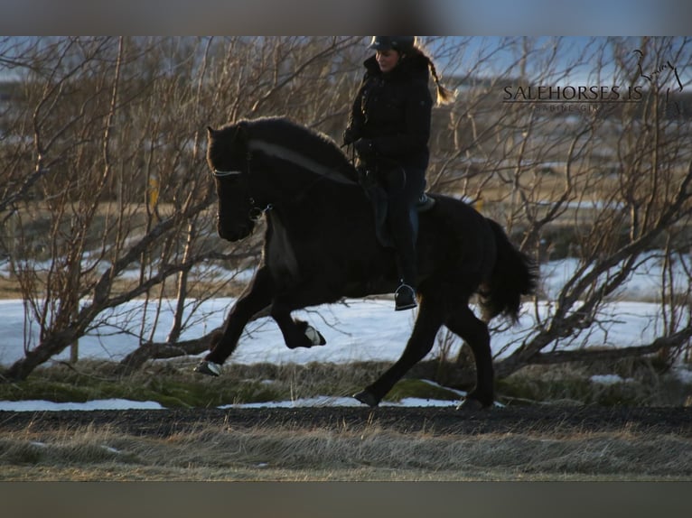 Islandais Jument 13 Ans 142 cm Noir in Linkenbach