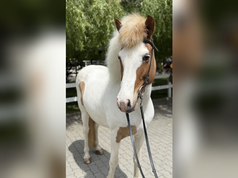 Islandais Jument 13 Ans 142 cm Pinto in Lochen am See
