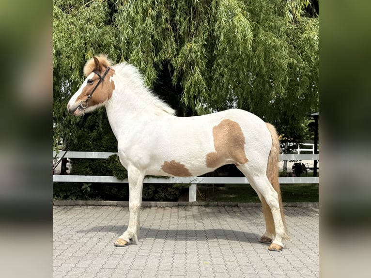 Islandais Jument 13 Ans 142 cm Pinto in Lochen am See