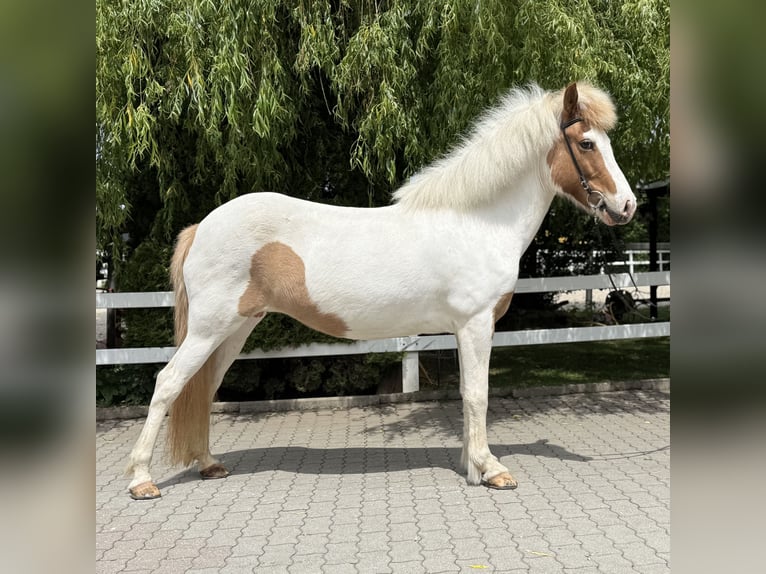 Islandais Jument 13 Ans 142 cm Pinto in Lochen am See