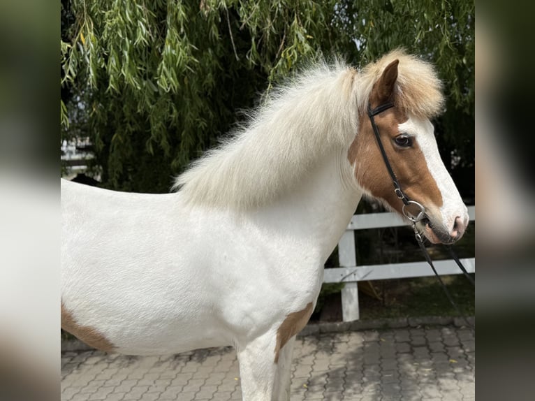 Islandais Jument 13 Ans 142 cm Pinto in Lochen am See