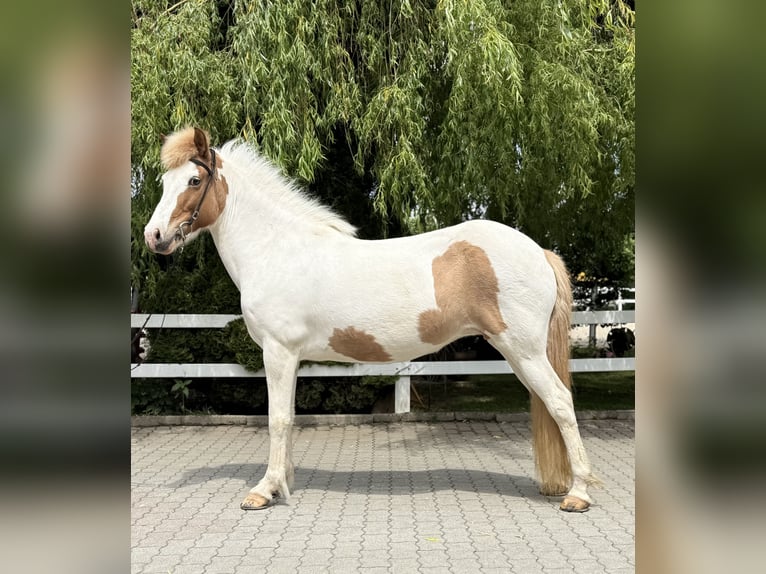 Islandais Jument 13 Ans 142 cm Pinto in Lochen am See