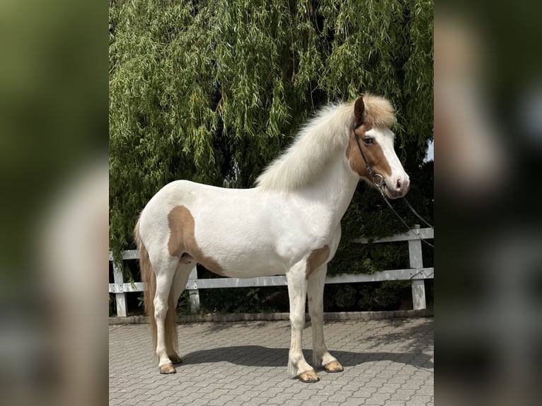 Islandais Jument 13 Ans 142 cm Pinto in Lochen am See