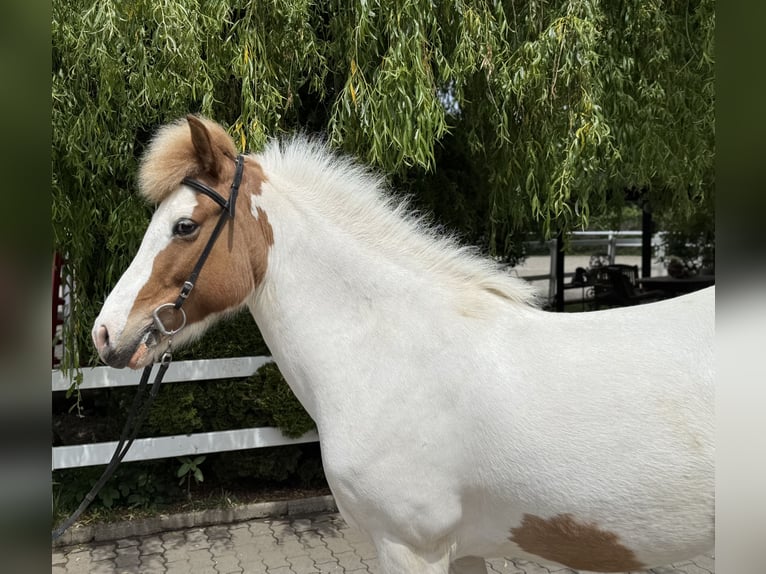 Islandais Jument 13 Ans 142 cm Pinto in Lochen am See
