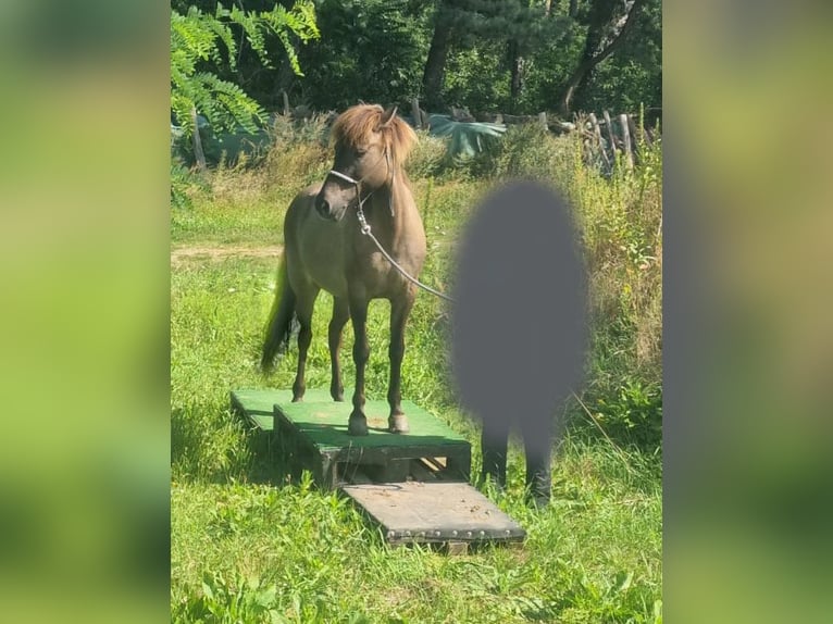Islandais Jument 13 Ans 143 cm Isabelle in Bechenheim