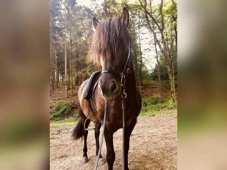Islandais Jument 13 Ans 143 cm Noir in RheinbachRheinbach