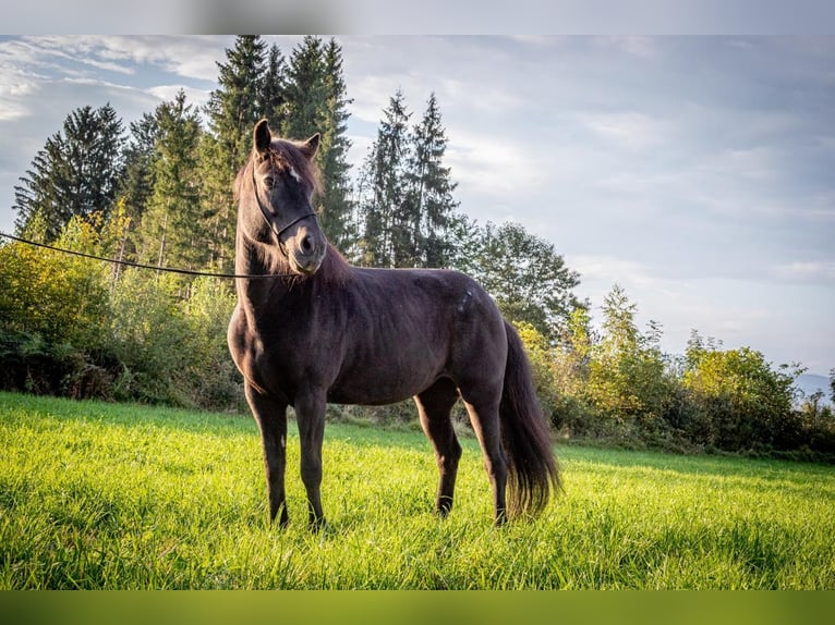 Islandais Jument 13 Ans 143 cm Noir in St.Jakob Im Rosental