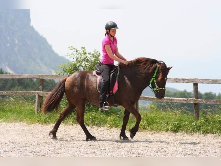 Islandais Jument 13 Ans 143 cm Noir in St.Jakob Im Rosental