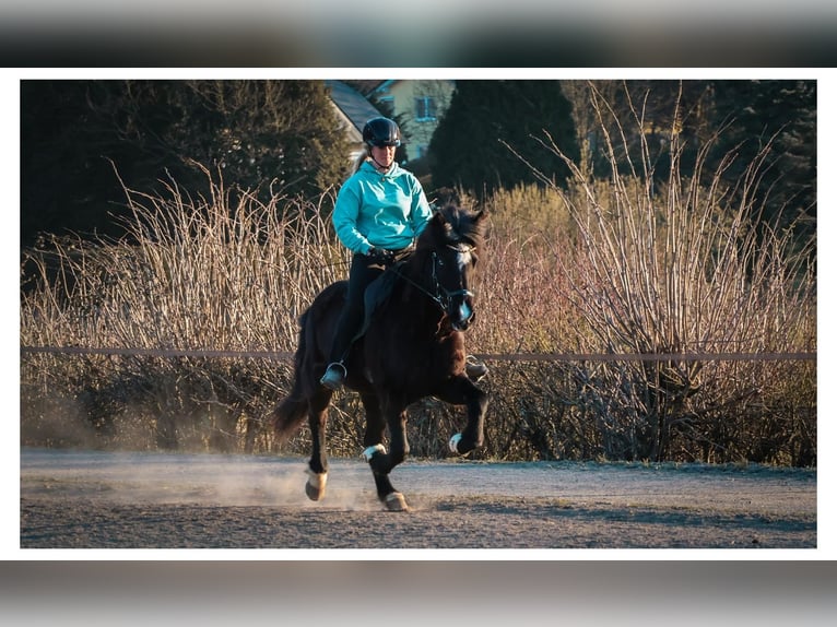 Islandais Jument 13 Ans 144 cm Noir in Bad Honnef