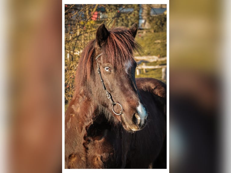 Islandais Jument 13 Ans 144 cm Noir in Bad Honnef