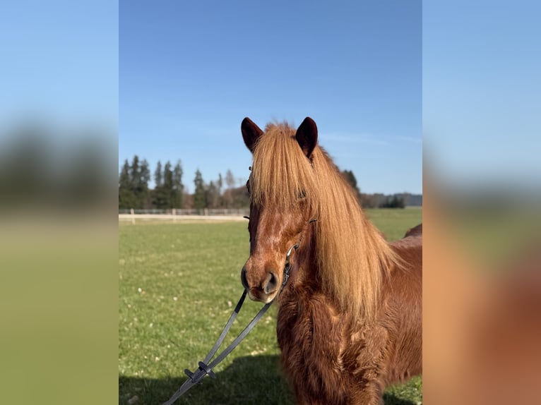 Islandais Jument 13 Ans 145 cm Alezan in Holzgünz